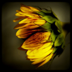 Sunflower through the Viewfinder