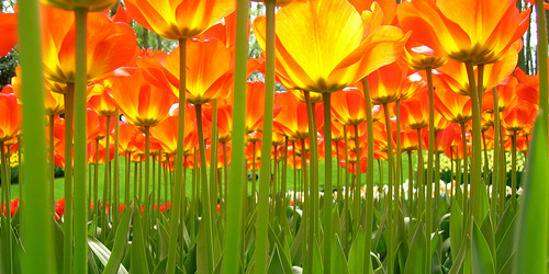 Under the Tulips