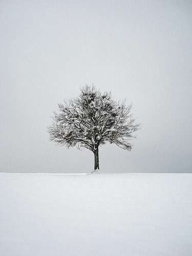 lonely tree in the snow...