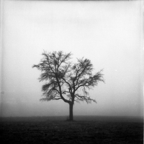 Misty tree
