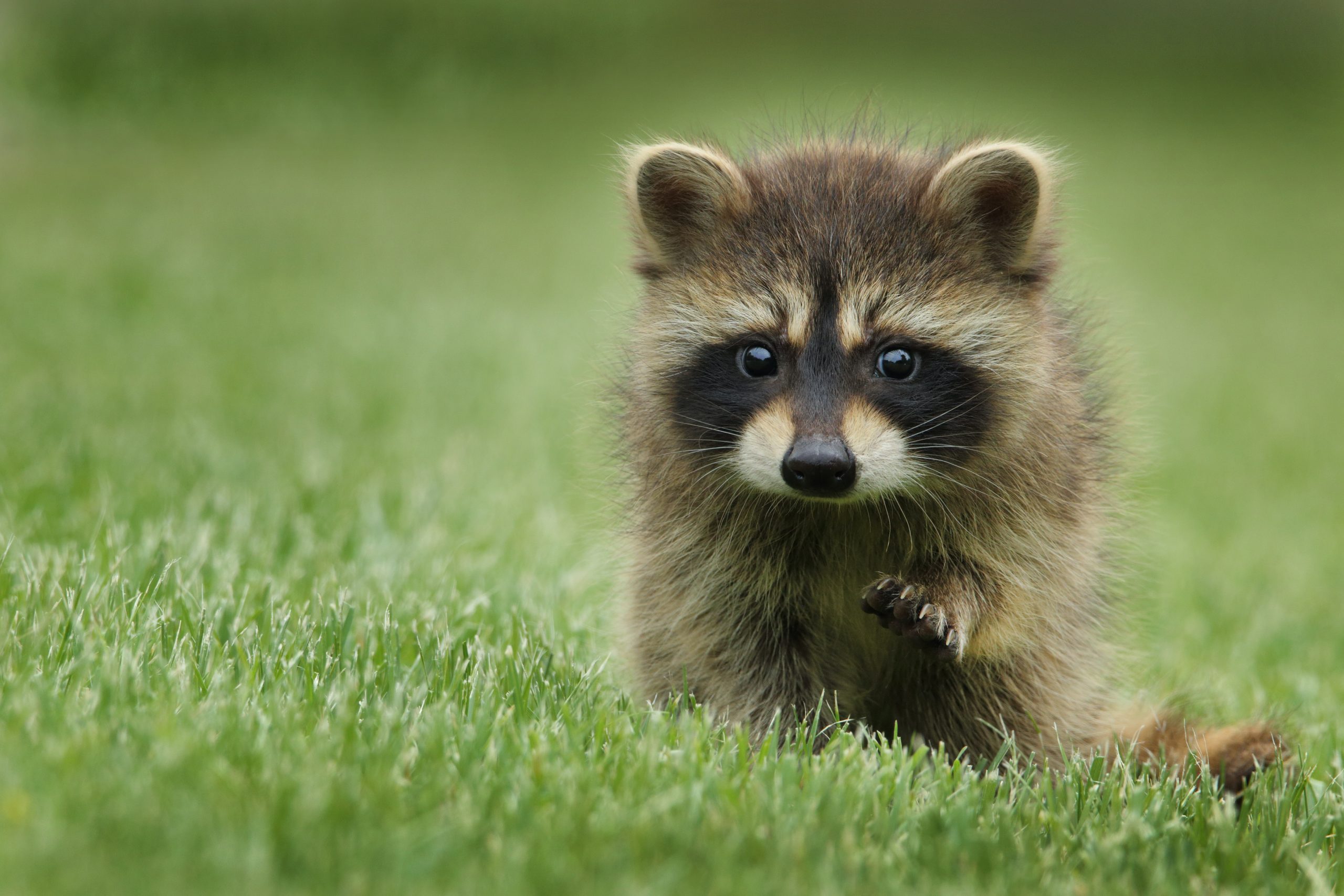 raccoon walking on lawn grass