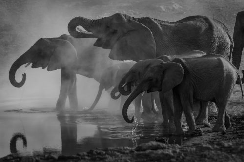 grayscale photo of elephants drinking water