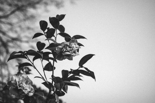 green leafed plant