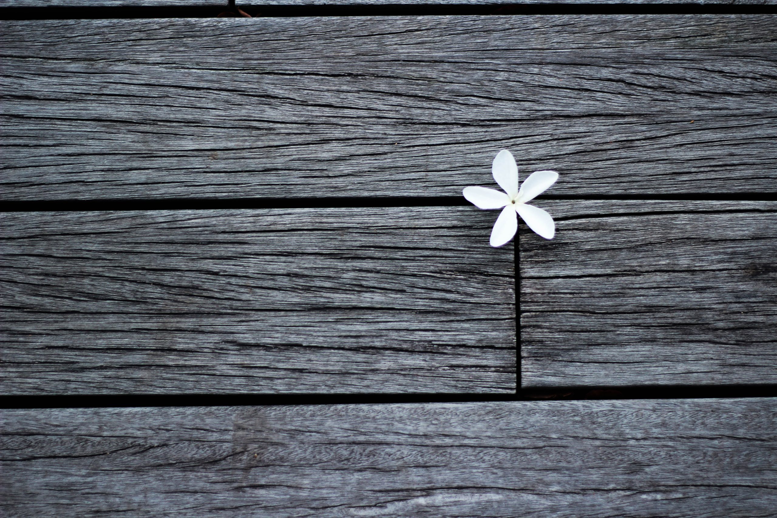 white flower on brown wooden planks