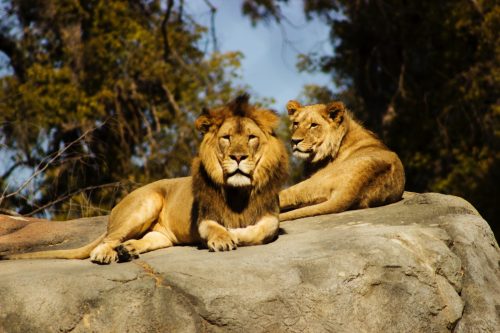 shallow focus photography of lion and lioness