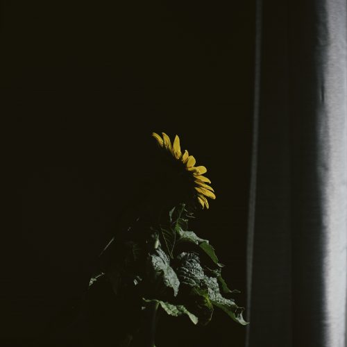 photo of sunflower