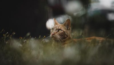 brown tabby cat standing near plants
