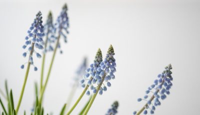 photo of blue flowers