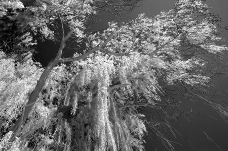 Under the Willow (Infrared)