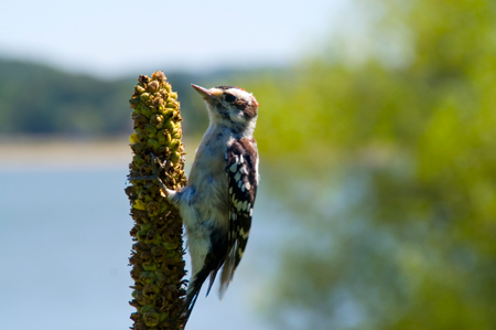 Woodpecker