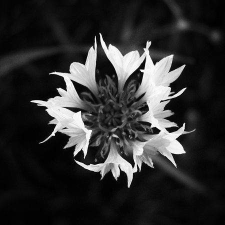 White Wild Flower