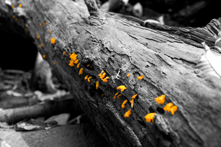 Orange Fungus Trail