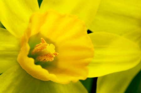 Miniature Daffodil