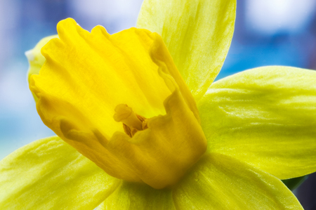 Miniature Daffodil on Blue