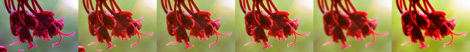 Photoshop process for the Red Tree Blooms photo