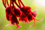 Red Tree Blooms