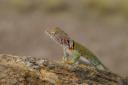 Small Desert Lizard