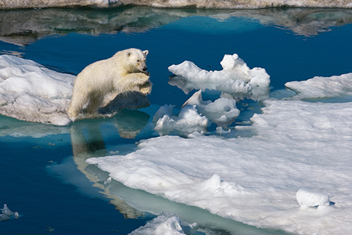 A young polar bear leaps between ice floes. Barents Sea, Svalbard, Norway