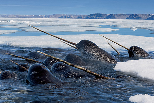 Narwhals dive deep under the ice to feed on Arctic cod, then return to the surface to breathe and raise their tusks high in the air. Lancaster Sound, Nunavut, Canada