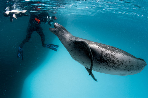 A large female leopard seal greets photographer Göran Ehlmé. Anvers Island, Antarctica