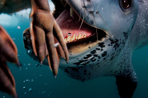 A leopard seal feeds Paul Nicklen a penguin. Antarctic Peninsula