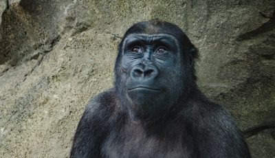 closeup photo of black gorilla