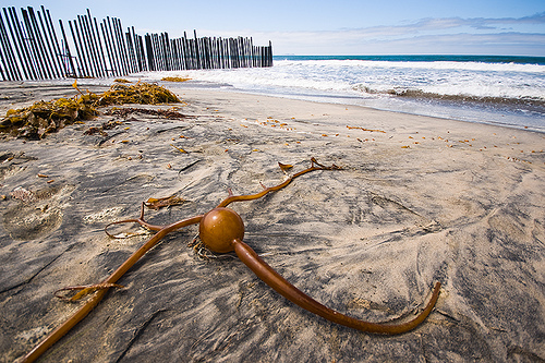 Kelp Me, by Brian Auer