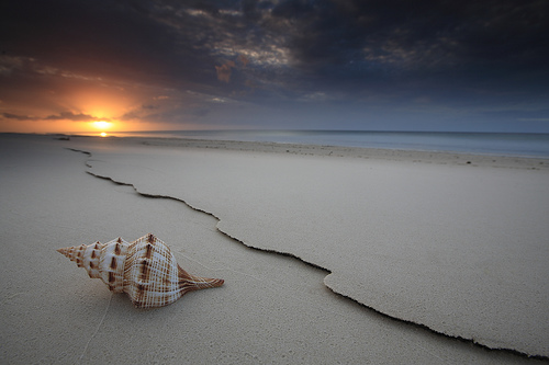 The Shell, by Garry