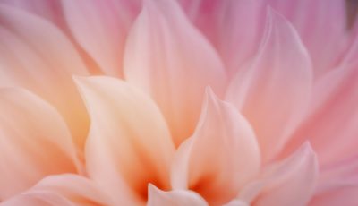 pink flower macro photography