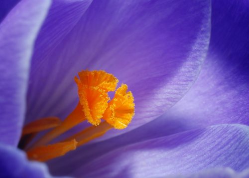 closeup photo of purple petaled flowers